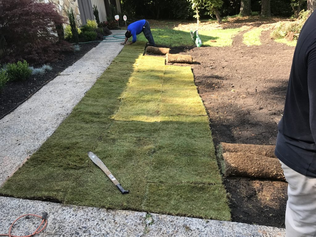 Sod installation
