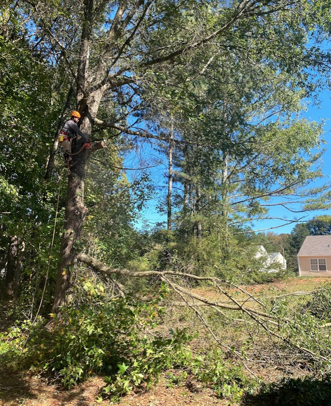 Professional Tree Trimming in Marietta GA