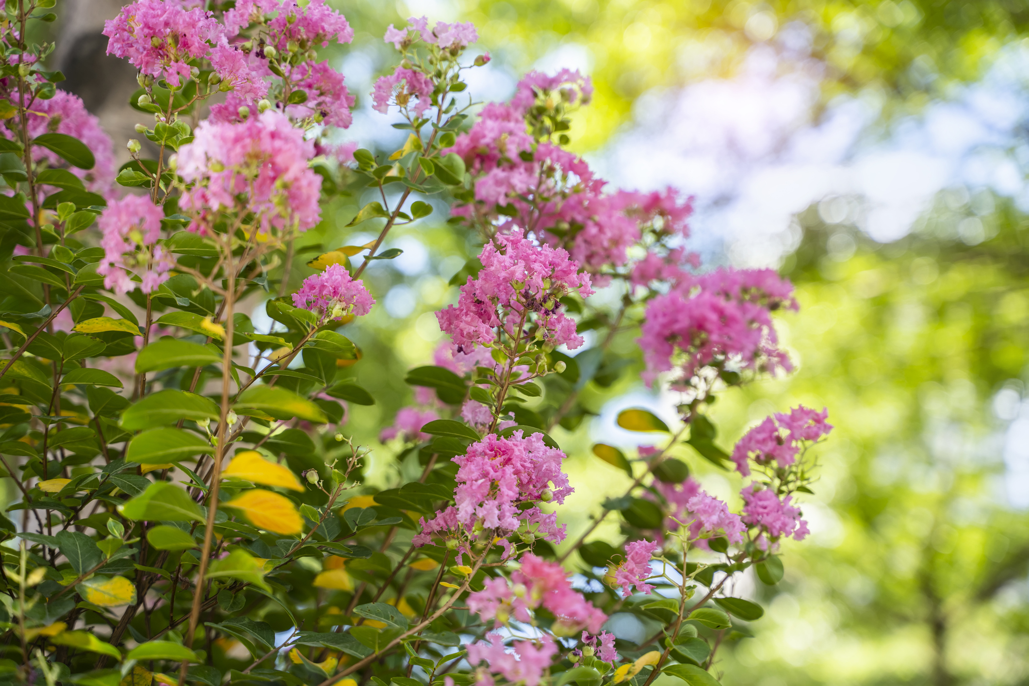 best time to plant shrubs in North Georgia